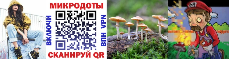 Галлюциногенные грибы Psilocybe  Чудово 